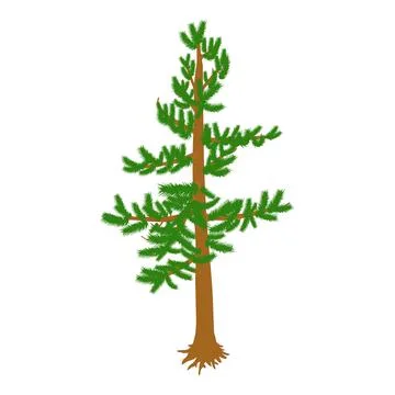 Green pine icon isometric vector. Freestanding evergreen coniferous tree icon Stock Illustration
