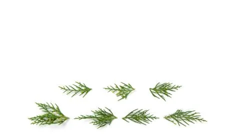 Green pine isolated on white - Space for text Stock Photos