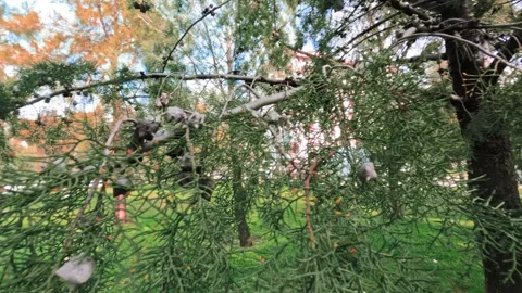 Green pine leaves and tiny newly formed pine cones in a lush forest (1) Stock Footage 300195612