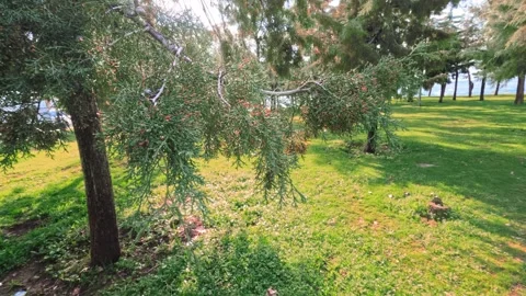 Green pine leaves and tiny newly formed pine cones in a lush forest. Stock Footage 300196200