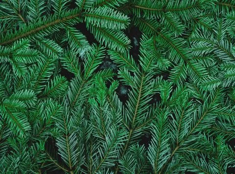Green pine leaves background Stock Photos