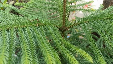 Green pine leaves display moving gently from top to bottom Stock Footage 231830309