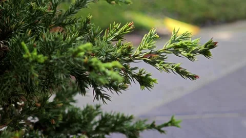 Green pine leaves in the garden. Stock Footage 304583682