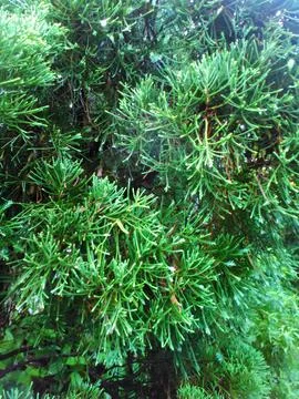 Green pine leaves 写真素材