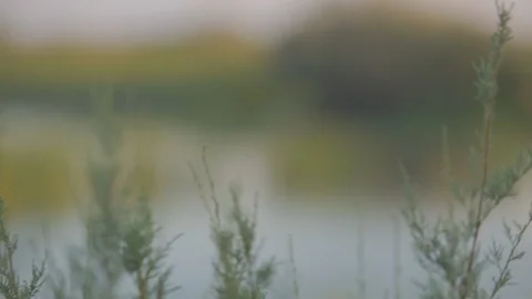 Green Pine Leaves Waving at the Wind 스톡 동영상 108773679