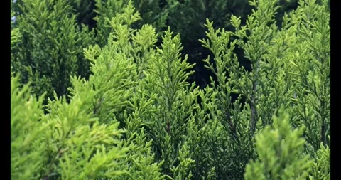 Green Pine Leaves Waving In The Wind Stock Footage 277276946
