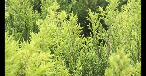 Green Pine Leaves Waving In The Wind Stock Footage 277276966