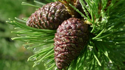 Green Pine Needles And Cones With Raindrops Swaying In Wind On Daylight After Su 스톡 동영상 133649624