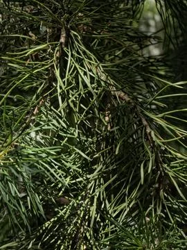 Green pine needles background texture Stock Photos