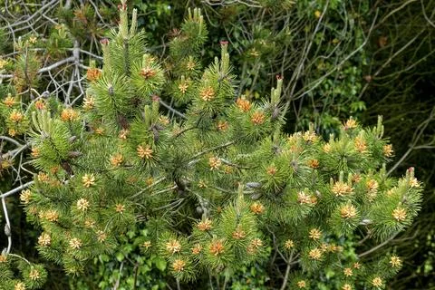 Green pine needles bloom with tiny orange blossoms Stock Photos