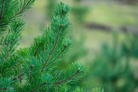 Green Pine Needles Branch Close-Up Shot Stock Photos