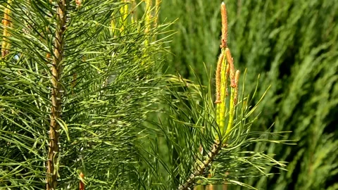 Green pine needles , branches of pine rock Stock Footage 146853604