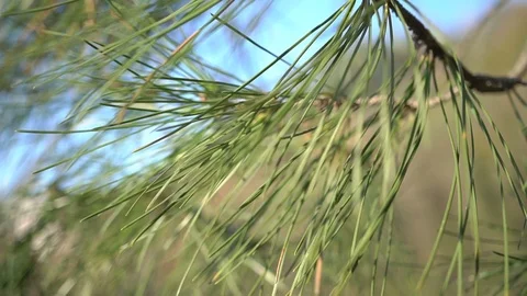 Green Pine Needles, close-up Stock Footage 91520086
