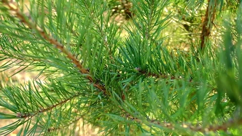 Green pine needles on coniferous tree branch in sunny forest Stock Footage 347853890
