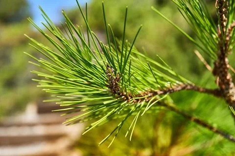 Green pine needles Stock Photos