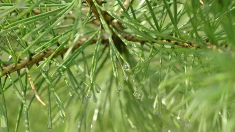 Green Pine Needles With Raindrops Swaying In Wind On Daylight After Summer Rain  스톡 동영상 133649495