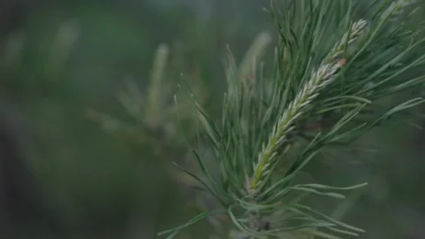 Green pine needles shivering slightly in a cold morning forest Stock Footage 334627262