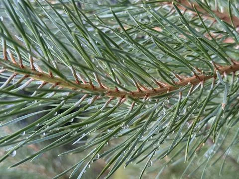 Green Pine Needles with Sparkling Raindrops Macro Close-up Stock Photos