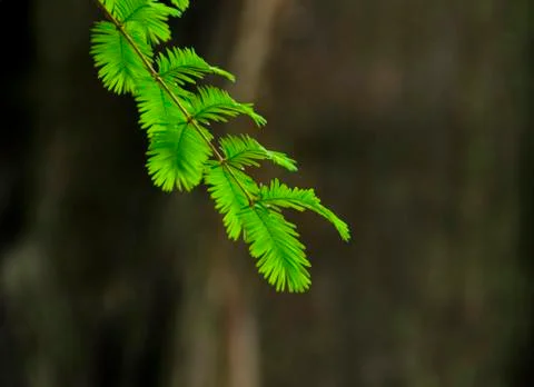 Green pine needles on stem Fotos de archivo