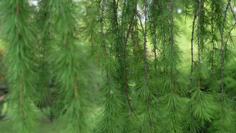 Green pine needles swaying Stock Footage 310848488