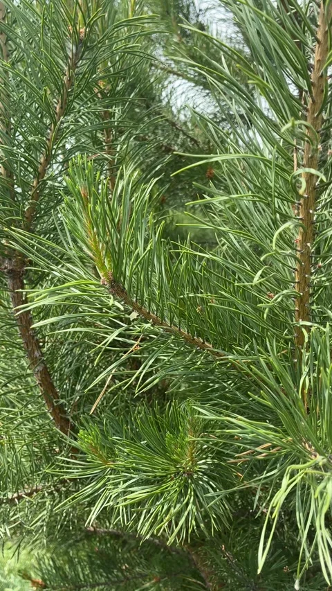 Green Pine Needles Swaying Stock Footage 337115791