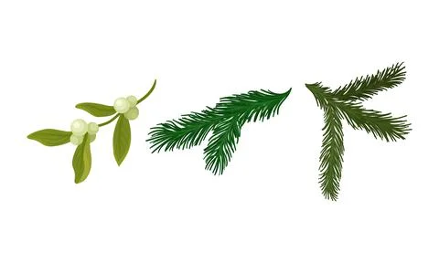 Green Pine or Fir Tree Evergreen Branch with Needle Leaves and Mistletoe Vector Stock Illustration