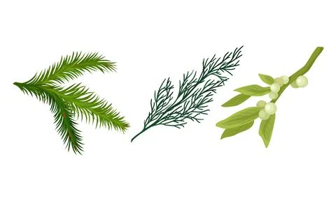Green Pine or Fir Tree Evergreen Branch with Needle Leaves and Mistletoe Vector Stock Illustration