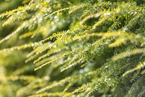 Green pine pattern on background. Conifer branches in freshness. Evergreen ne Stock Photos