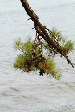 Green pine Stock Photos