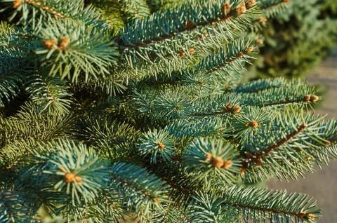 Green pine Stock Photos