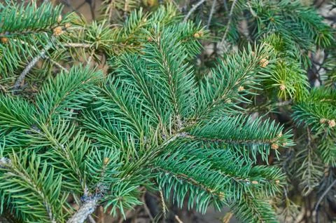 Green pine Stock Photos