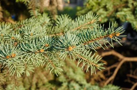 Green pine Stock Photos