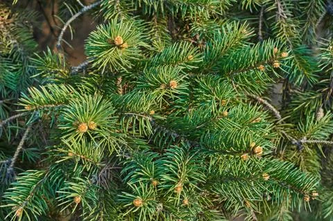 Green pine Stock Photos