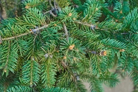 Green pine Stock Photos