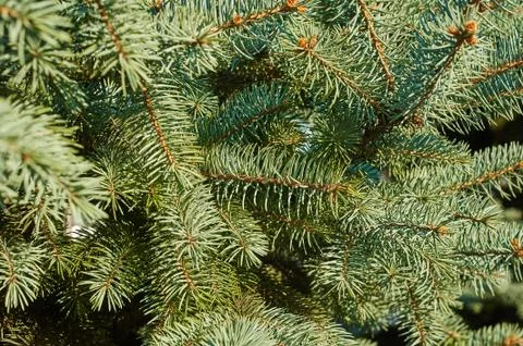 Green pine Fotos Stock