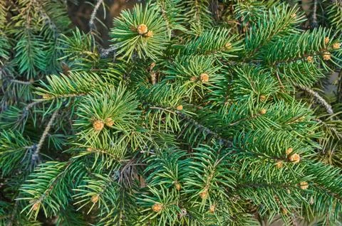 Green pine 写真素材