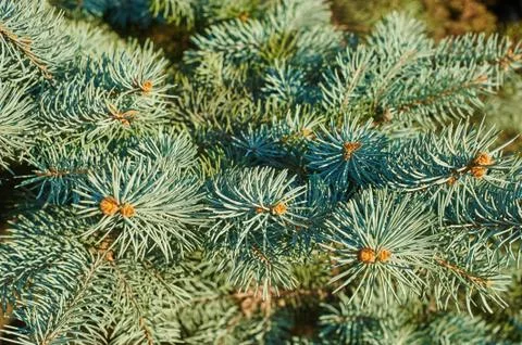 Green pine Fotos Stock