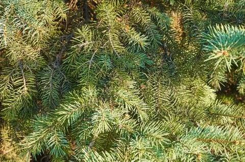 Green pine Stock Photos