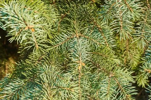 Green pine Stock Photos