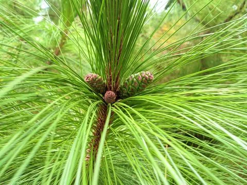 Green pine Foto stock