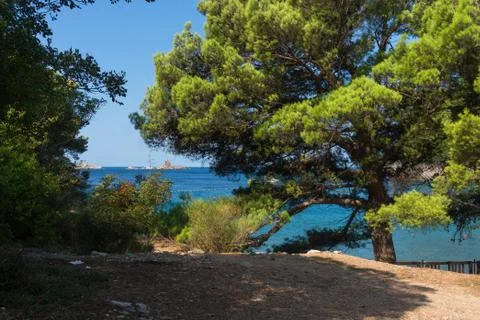Green pine on the seashore Foto stock