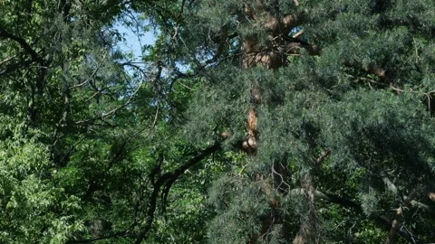 Green pine, a squirrel jumps from branch to branch. Vidéo 259160431