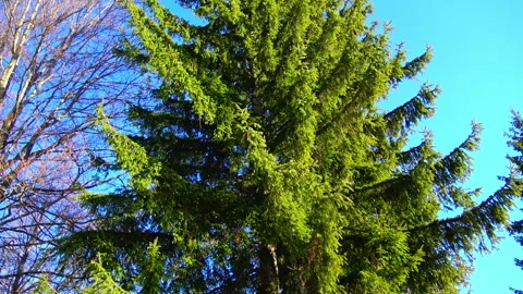 Green pine tree against blue sky during winter day. Stock Footage 207571002