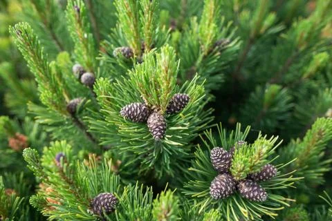 Green pine tree and pine cones Stock Photos
