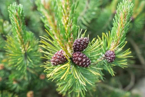 Green pine tree and pine cones Stock Photos