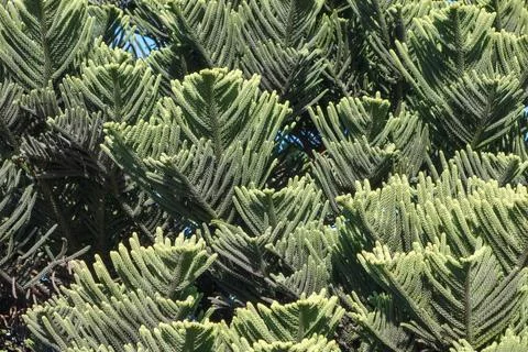 Green Pine tree background Stock Photos