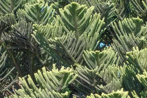 Green Pine tree background Stock Photos