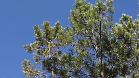 Green pine tree on blue sky background Stock-Footage 120018542