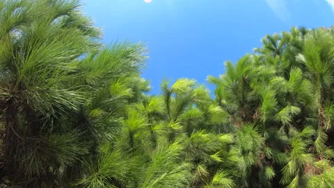 Green pine tree in blue sky background. Green pine tree background Stock Footage 144368055