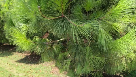 Green pine tree in blue sky background. Summer woodland Stock Footage 144806765